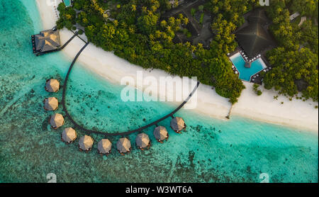 Les yeux d'oiseaux étonnants voir aux Maldives Banque D'Images