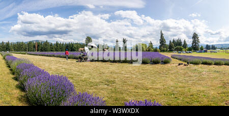 La vallée de lavande colorés mt hood dans l'Oregon Banque D'Images