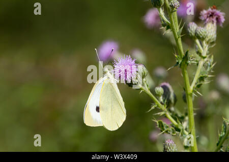 Papillon blanc vein vert Artogeia napi m le avec point noir sur