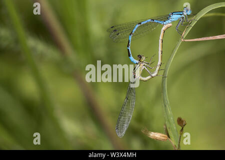 L'accouplement de demoiselles bleu commun Banque D'Images