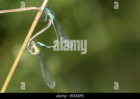 L'accouplement de demoiselles bleu commun Banque D'Images