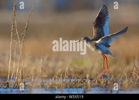 Gravelot à décoller en vol au dessus de l'herbe et de l'eau étang avec des ailes entièrement étiré et les jambes avec des gouttes d'eau Banque D'Images