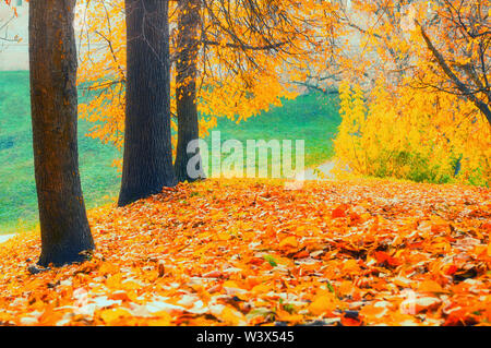 Paysage d'automne - parc arbres colorés d'or et de feuilles mortes sur le terrain dans parc de la ville de nuageux jour d'automne. Scène d'automne pittoresque Banque D'Images