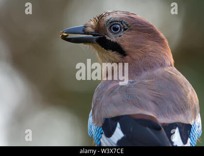 Eurasian jay fermer portrait pose avec un bug dans le bec puant Banque D'Images