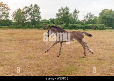 New Forest poney foal courant et ressembler à un cheval de bascule, Hampshire, Royaume-Uni, juillet Banque D'Images