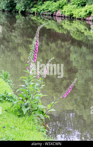 Digitalis purpurea, digitales pourpres Banque D'Images