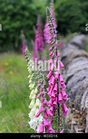 Wild Digitales, Digitalis purpurea, la culture sous abri du mur en pierre sèche Banque D'Images