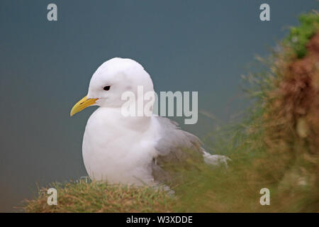 Mouette tridactyle (Rissa tridactyla), Banque D'Images