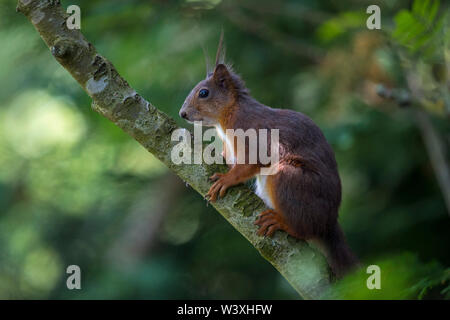 L'Écureuil roux, Sciurus vulgaris ; British Wildlife Centre, de Surrey, UK Banque D'Images