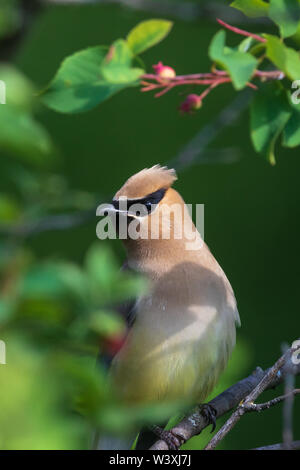 Jaseur d'alimentation dans un Juneberry bush. Banque D'Images