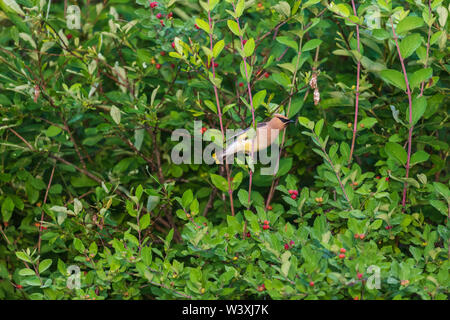 Jaseur d'alimentation dans un Morrow's bush honeysuckle. Banque D'Images