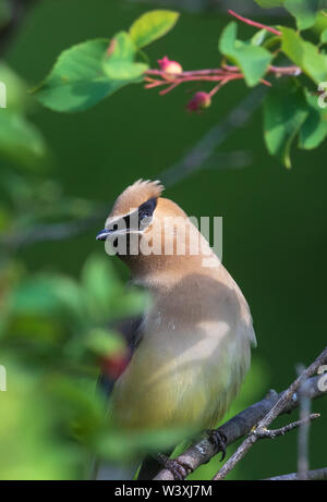 Jaseur d'alimentation dans un Juneberry bush. Banque D'Images