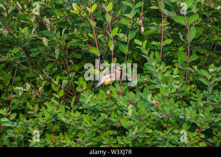 Jaseur d'alimentation dans un Morrow's bush honeysuckle. Banque D'Images