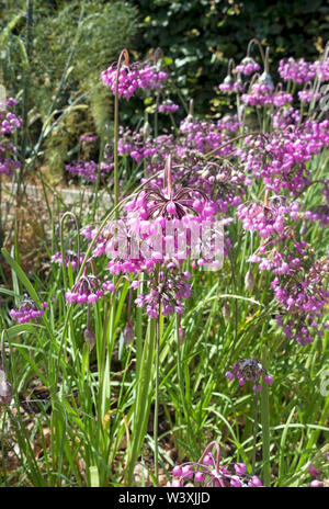 Gros plan de rose Allium cernuum ornement des fleurs d'oignon fleur en été Angleterre Royaume-Uni Grande-Bretagne Banque D'Images