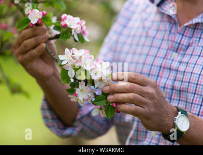 Inspection de l'agriculteur sur Apple Blossom farm Herefordshire UK Banque D'Images