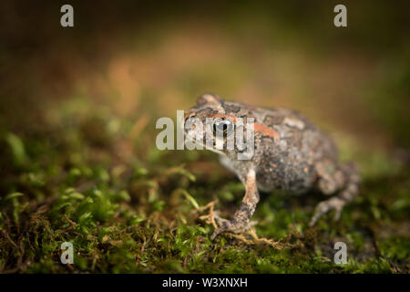 Crapaud guttural, Sclerophrys gutturalis, est une espèce de passereau commun avec une large distribution. Ce jeune toadlet est beaucoup plus petit et plus mignon que les adultes. Banque D'Images