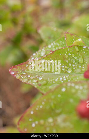 Macro close-up des gouttes sur Tutsan / Hypericum androsaemum feuille. Tutsan a été utilisé comme base de plantes médicinales, des plantes de la plaie et est liée à l'extrait de millepertuis Banque D'Images