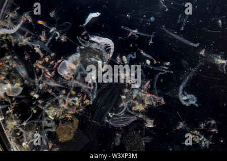 Échantillon de plancton recueillies par les biologistes marins à bord des croisières de recherche océanographique dans l'Océan Atlantique sud. Banque D'Images