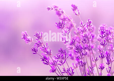 Fleurs de Lavande dans la lumière du soleil, des couleurs pastel et un arrière-plan flou. Place pour le texte. Effet de lumière douce. Banque D'Images