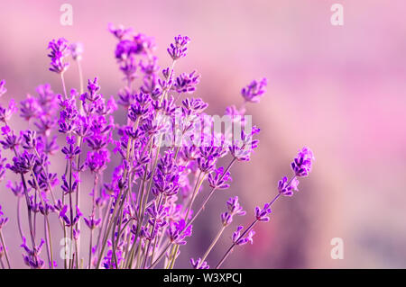 Fleurs de Lavande dans la lumière du soleil, des couleurs pastel et un arrière-plan flou. Place pour le texte. Effet de lumière douce. Banque D'Images