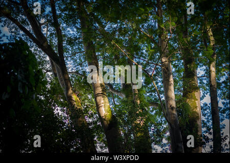Le Kuilau Ridge Trail offre aux randonneurs l'accès aux forêts luxuriantes et de superbes vues sur les montagnes et le mont Waialeale Makaleha. Banque D'Images