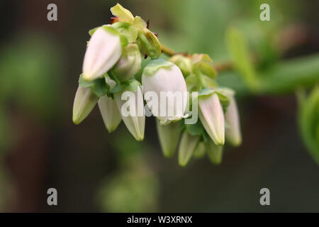 Le nord de l'airelle en corymbe de fleurs blanches et de bourgeons - close up Banque D'Images