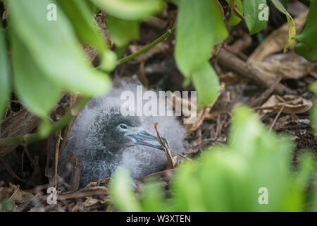 Wedge-tailed Shearwater, Puffinus pacificus, Ardenna pacifica, se reproduisent au printemps à Kauai, Hawaii, USA, nichant dans des terriers au phare de Kilauea. Banque D'Images