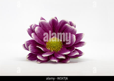 Gerbera fleurs Germini empilés accent isolé sur fond blanc Banque D'Images