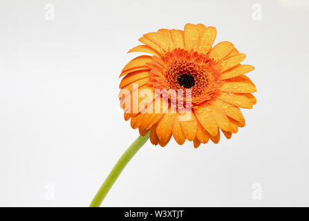 Gerbera fleurs Germini empilés accent isolé sur fond blanc Banque D'Images