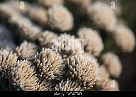 Parc National d'Agulhas protège l'habitat de fynbos et offre des sentiers de randonnée et de la plage, près du cap Agulhas, Western Cape, Afrique du Sud. Banque D'Images