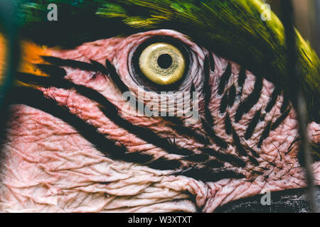 Parrot's Eye au zoo de Berlin Banque D'Images