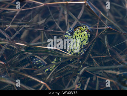 Feu Oriental-bellied toad en étang. Banque D'Images