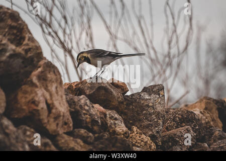 Petits oiseaux sur les rochers Banque D'Images