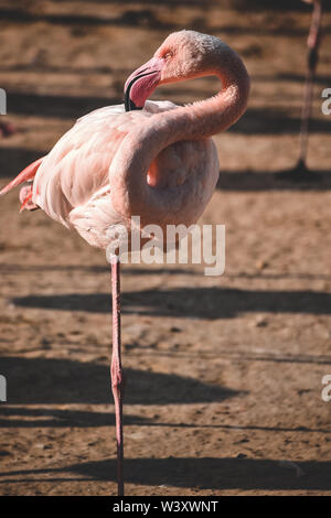 Flamingo debout sur une jambe Banque D'Images