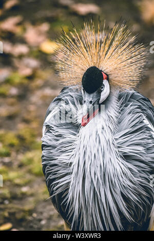 Oiseau coloré Banque D'Images