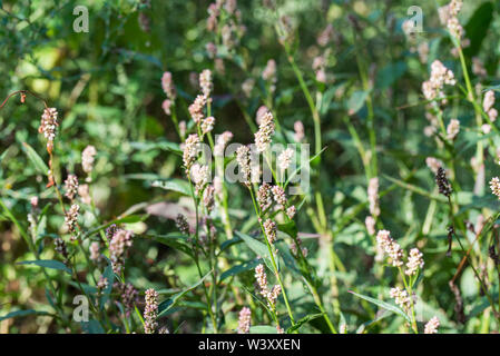 Persicaria maculosa, la renouée persicaire fleurs dans le pré Banque D'Images