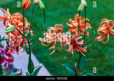 Plusieurs fleurs de lys Tigre à côté du lis Stargazer dans le jardin Orange Banque D'Images