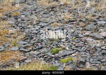 Eurasian oystercatcher (Haematopus ostralegus), l'embrayage avec trois oeufs entre les pierres sur une banque de gravier, de Barents, dans le Nord de la Norvège Banque D'Images