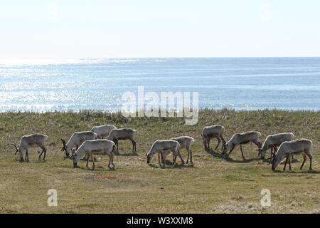 Le renne (Rangifer tarandus) circule dans la toundra, derrière la mer de Barents, Norvège du Nord, Norvège Banque D'Images