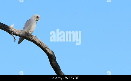 Un Long-billed Corella, Cacatua tenuirostris, on branch Banque D'Images