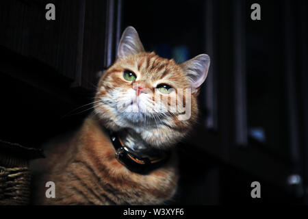 Beau portrait de chat de gingembre sur un fond sombre Banque D'Images