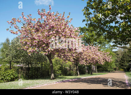 Fleur de cerisier dans le soleil du printemps. Banque D'Images