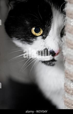 Cute cat tuxedo se cacher derrière un scratcher. Vertical image avec soft focus. Banque D'Images