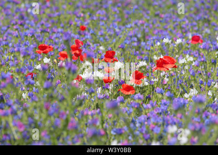 Wild Flower meadow à Preston Park Brighton East Sussex Banque D'Images