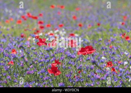 Wild Flower meadow à Preston Park Brighton East Sussex Banque D'Images