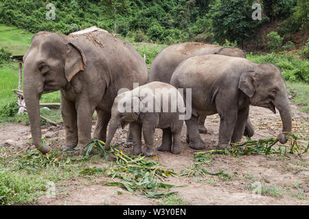 Troupeau d'éléphants d'Asie bambou manger à Mae Wang, Chiang Mai, Thaïlande. Banque D'Images