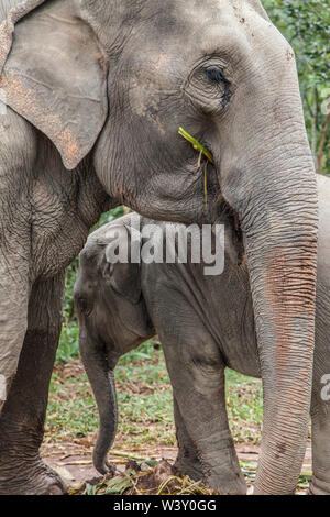 Mère et bébé éléphant à Mae Wang, Chiang Mai, Thaïlande. Banque D'Images