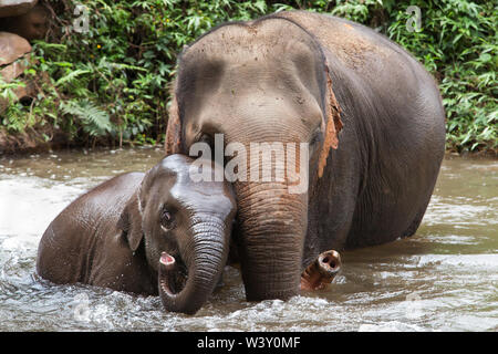 Mère et bébé éléphant baignade en rivière, Mae Wang, Chiang Mai, Thaïlande. Banque D'Images