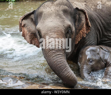 Echelle d'éléphants de la mère avec son bébé, Mae Wang, Chiang Mai, Thaïlande. Banque D'Images