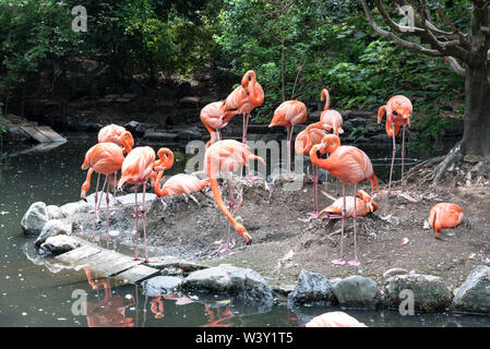 Volée de flamants roses dans l'étang. La vie sauvage des oiseaux et de concept d'animaux. La vie naturelle de flamants Banque D'Images